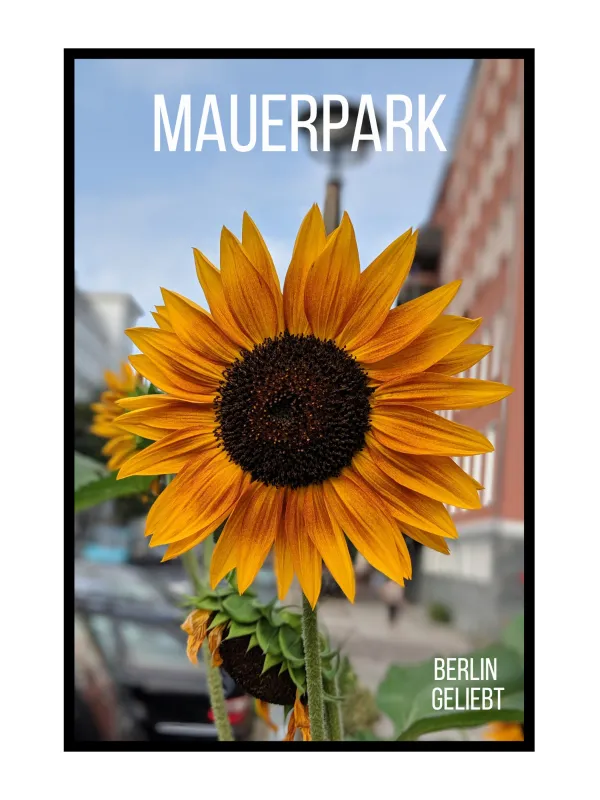 Mauerpark poster — sunflower photo, Berlin